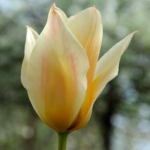 Tulipa Fur Elise, Tulip 'Fur Elise', Greigii Tulip 'Fur Elise', Greigii Tulips, Spring Bulbs, Spring Flowers, Tulipe Fur Elise,Greigii Tulips, Tulipes Greigii, Creamy Tulip, Yellow Tulip